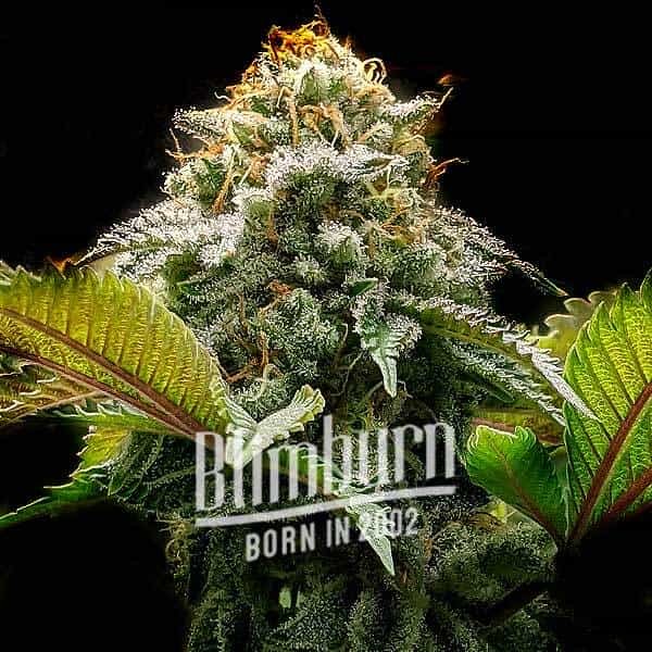 Mac Rillaz F1 - Seeds Pack: 25-samen