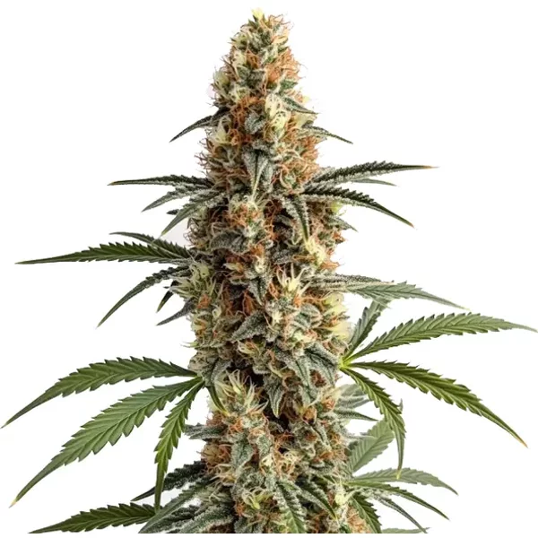 Mamba Negra - Seeds Pack: 9-samen