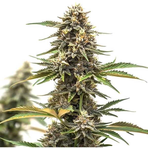 Mandarine Auto - Seeds Pack: 3-samen
