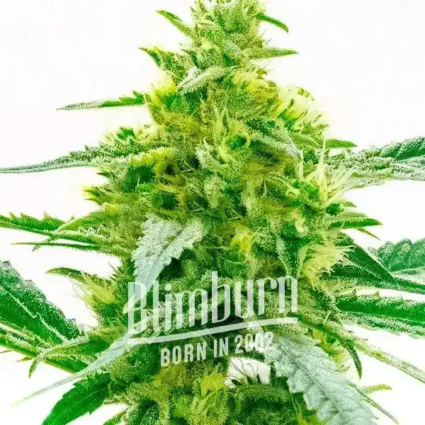 Maple Leaf - Seeds Pack: 1-samen