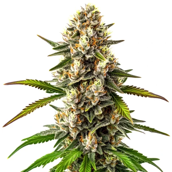 Maracuya Regulär - Seeds Pack: 1-samen