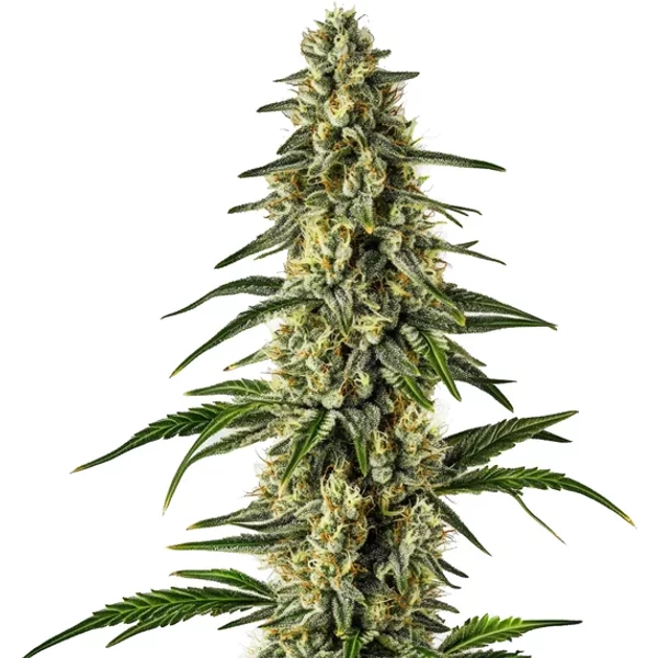 Matanuska Tundra Schnellversion - Seeds Pack: 3-samen