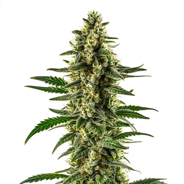 Matanuska Tundra Regulär - Seeds Pack: 3-samen