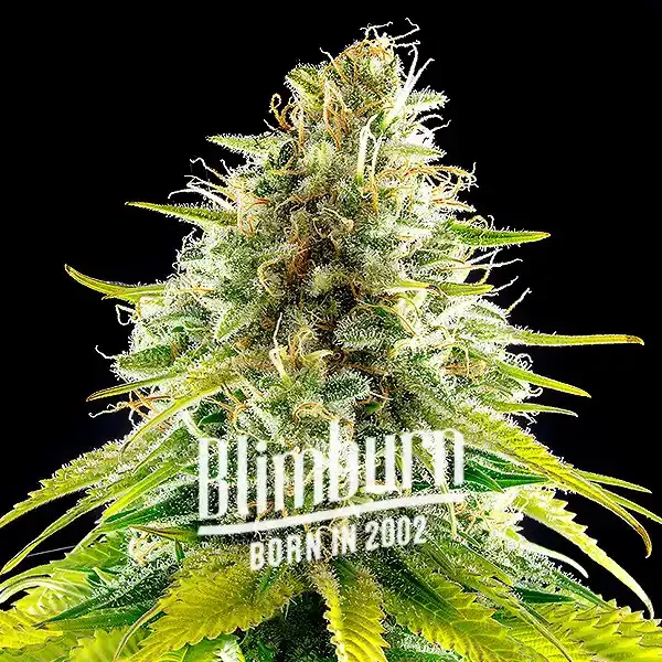 Mataro Blue - Seeds Pack: 1-samen