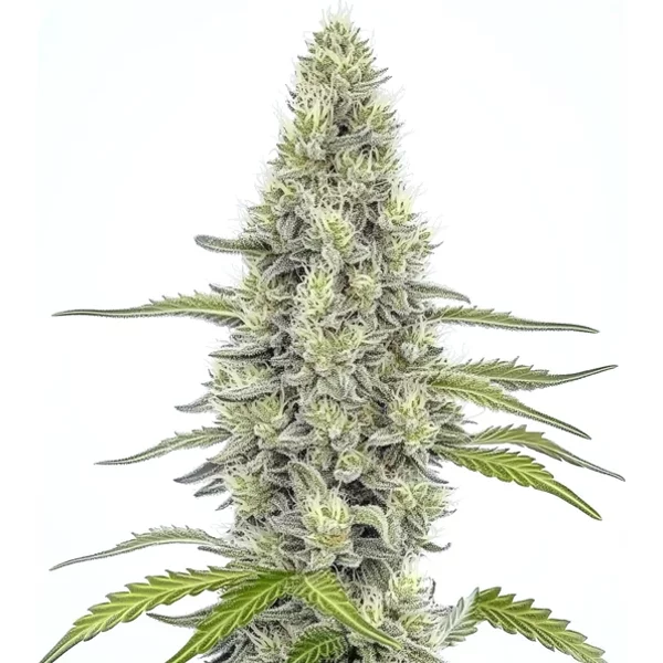 Mazar - Seeds Pack: 1-samen