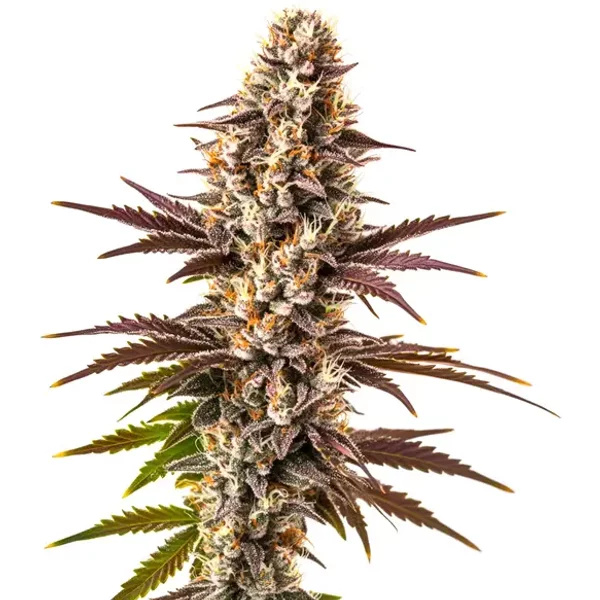 Melonade - Seeds Pack: 3-samen
