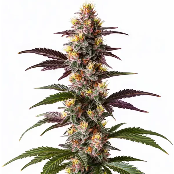 Mendocino Purple Kush Schnellversion - Seeds Pack: 3-samen