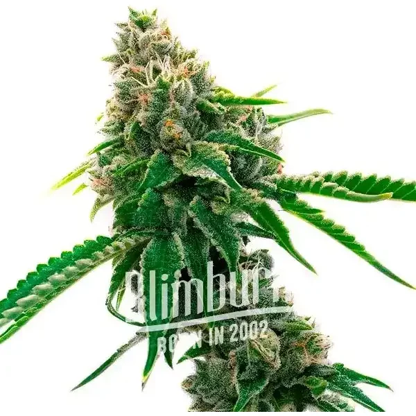 Mexican Haze - Seeds Pack: 1-samen