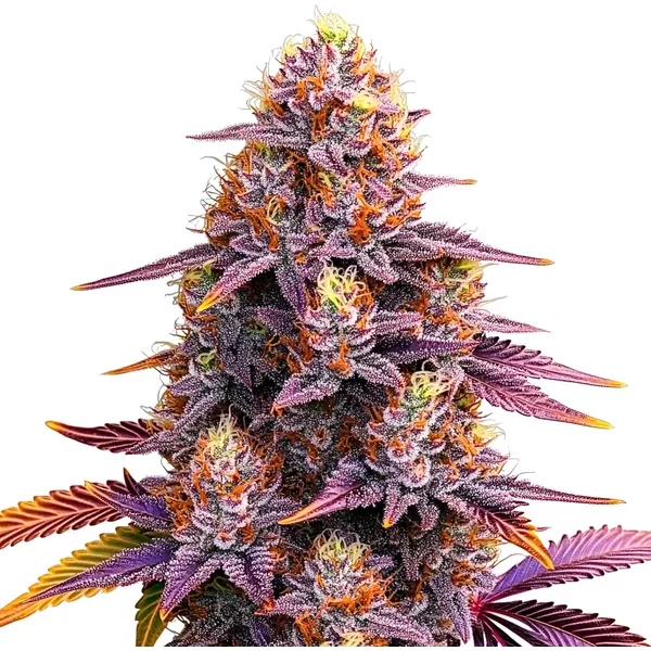 Mimosa F1 - Seeds Pack: 6-samen