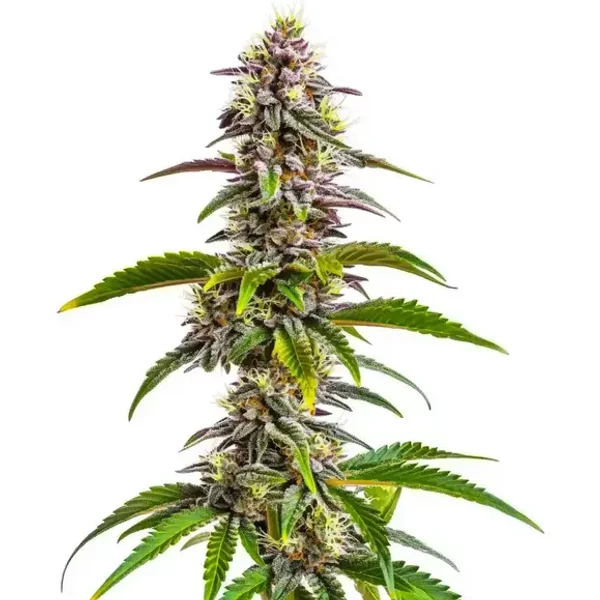 Mimosa x Wedding Cake Auto - Seeds Pack: 1-samen