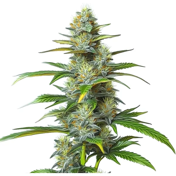 Moby Dick Auto - Seeds Pack: 1-samen