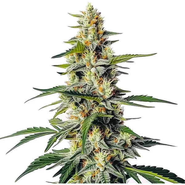 Moby Regulär - Seeds Pack: 3-samen