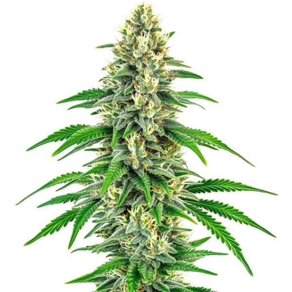 Mochalope - Seeds Pack: 3-samen