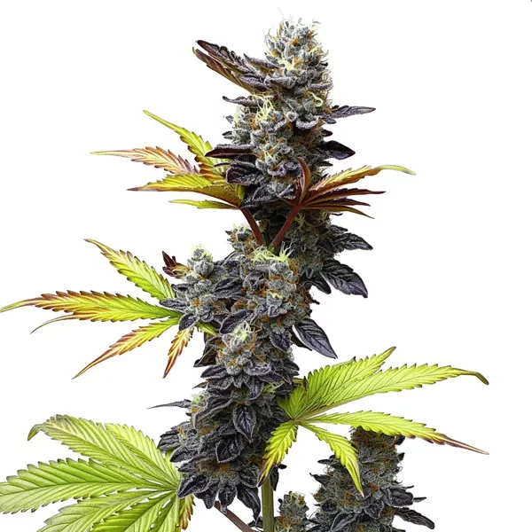 Mochi Gelato - Seeds Pack: 1-samen