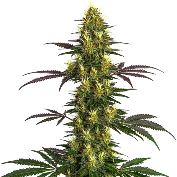 Mohan Ram - Seeds Pack: 3-samen