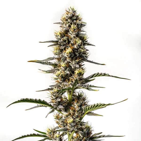 NYC Diesel - Seeds Pack: 1-samen