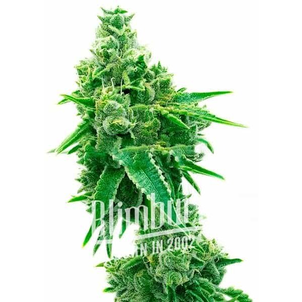 NYC Diesel Regulär - Seeds Pack: 1-samen