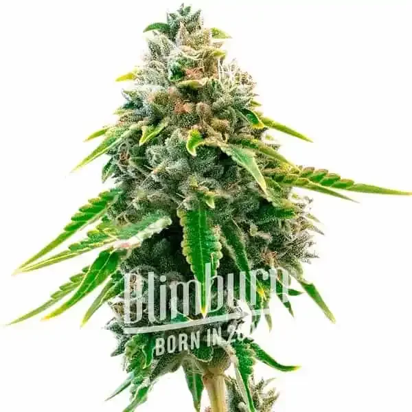 Neville Haze Auto - Seeds Pack: 1-samen