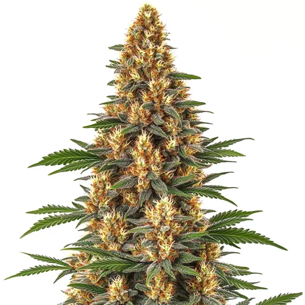 Neville's Haze - Seeds Pack: 6-samen