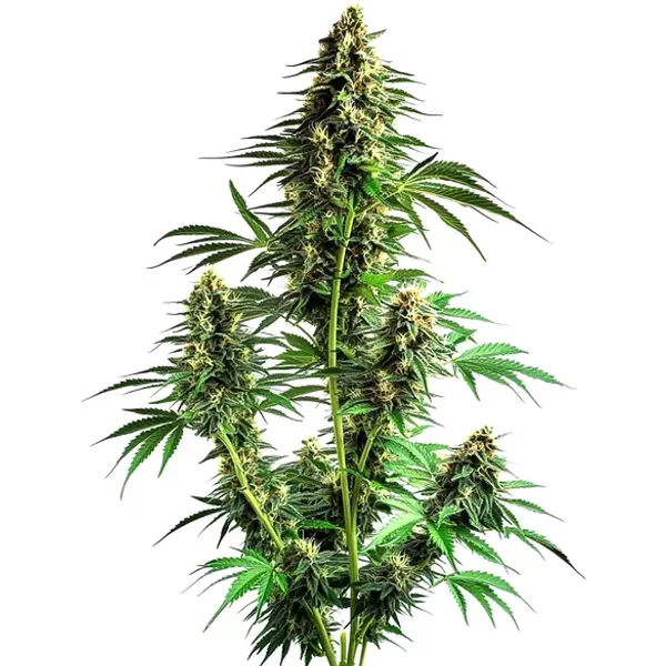 Northern Lights Auto F1 - Seeds Pack: 1-samen