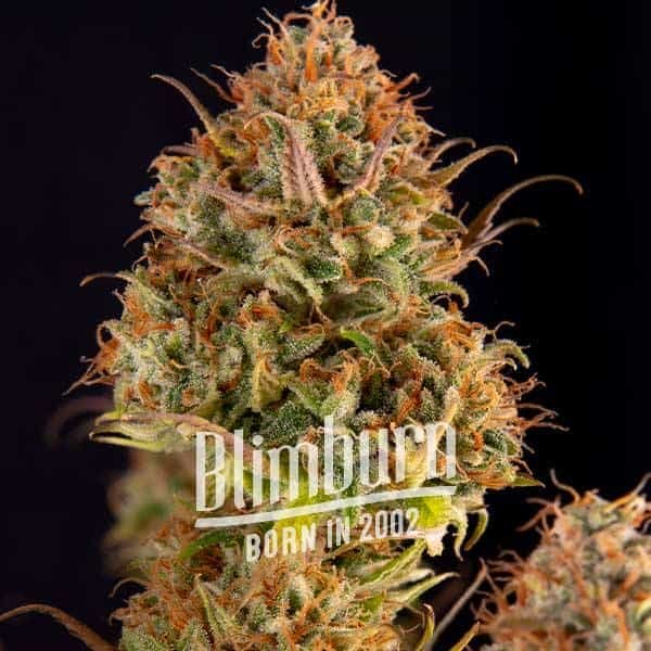 Northern Lights Kush Schnellversion - Seeds Pack: 3-samen