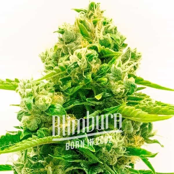 Northern Lights Mazar Auto - Seeds Pack: 25-samen