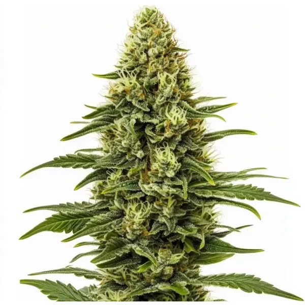 Northern Lights Regulär - Seeds Pack: 3-samen
