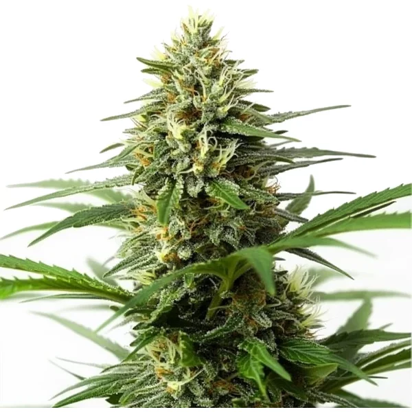 Northern Lights x Big Bud Auto - Seeds Pack: 3-samen