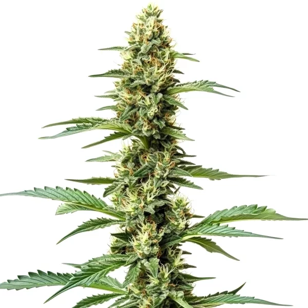 Northern Lights x Chronic - Seeds Pack: 1-samen