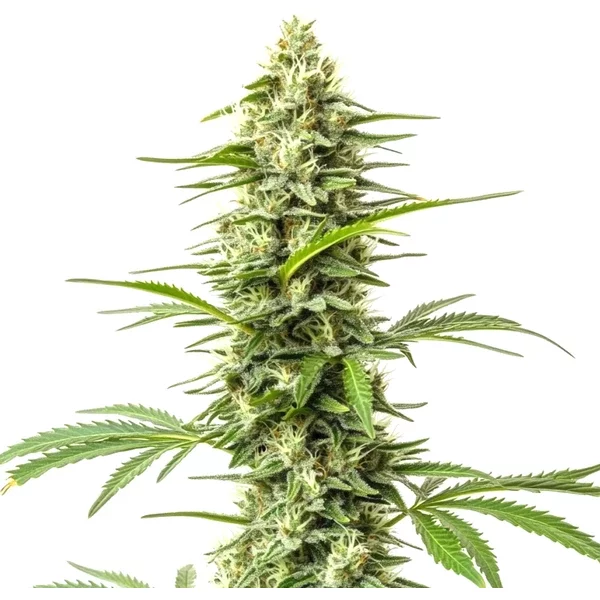 Northern Lights x Do-Si-Dos - Seeds Pack: 1-samen