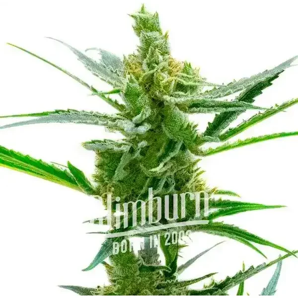 Northern Lights x Blueberry Auto - Seeds Pack: 1-samen