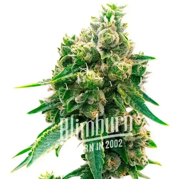 Northern Lights x Cinderella 99 - Seeds Pack: 1-samen