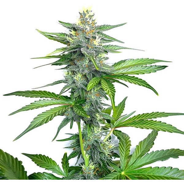 OG Kush Schnellversion - Seeds Pack: 1-samen