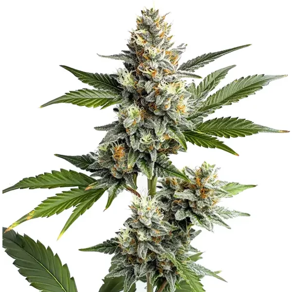 OG Kush Regulär - Seeds Pack: 1-samen