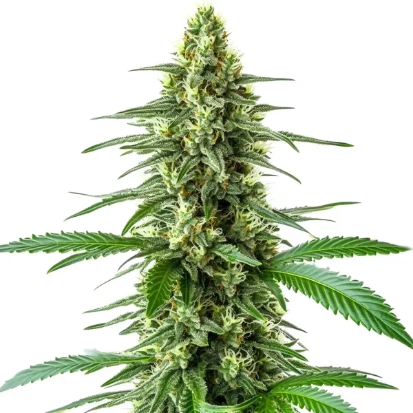 OG Kush x Amnesia - Seeds Pack: 1-samen