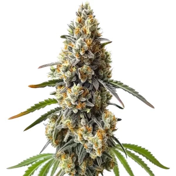 OG Kush x Diesel - Seeds Pack: 25-samen