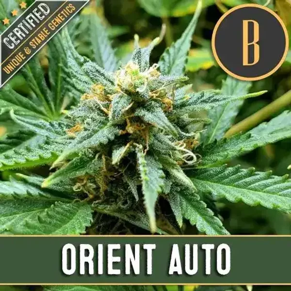 Orient Auto - Seeds Pack: 9-samen