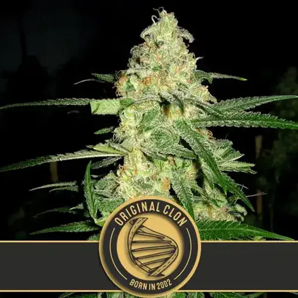 Original Clon - Seeds Pack: 9-samen