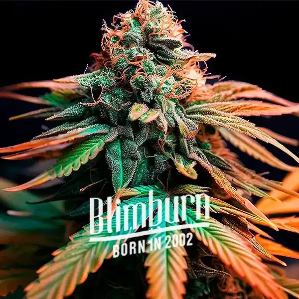 Orange Cake - Seeds Pack: 1-samen
