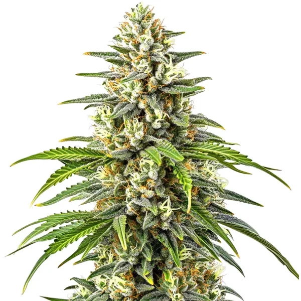 Orange Kush - Seeds Pack: 1-samen