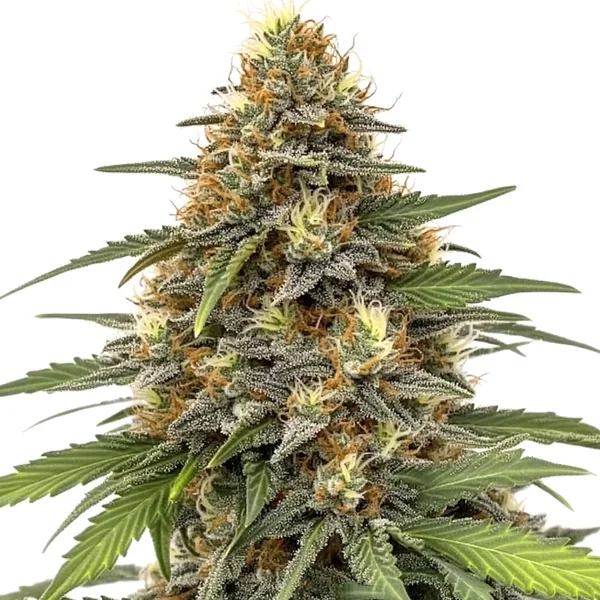 Orange Sherbet - Seeds Pack: 1-samen