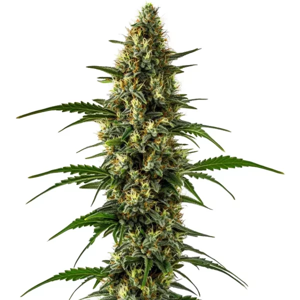 Orange x Skunk - Seeds Pack: 1-samen