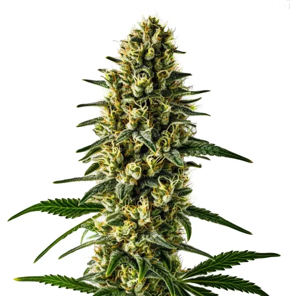 Oregon Underdawg - Seeds Pack: 1-samen