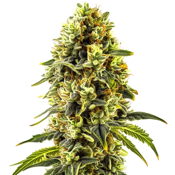 Original Cheese - Seeds Pack: 1-samen