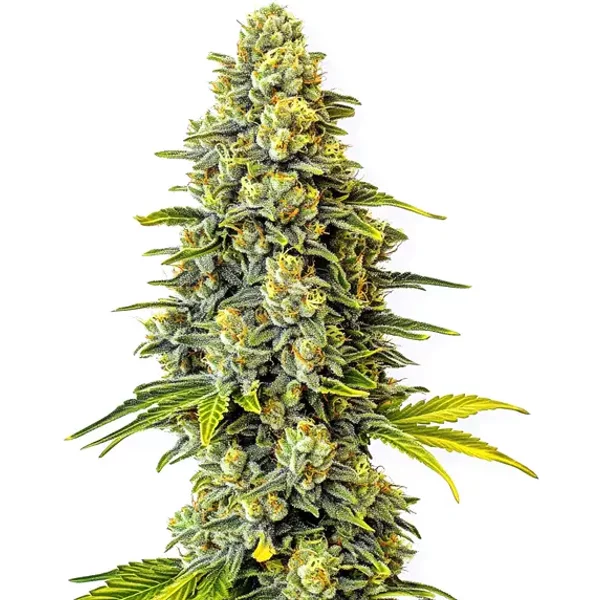 Original Glue - Seeds Pack: 1-samen