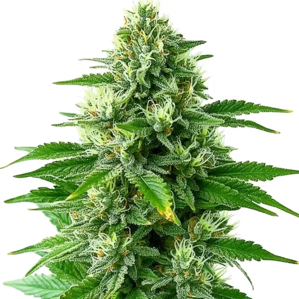 POG - Seeds Pack: 3-seeds