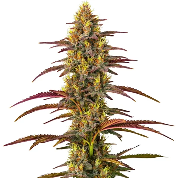 Panama - Seeds Pack: 1-samen
