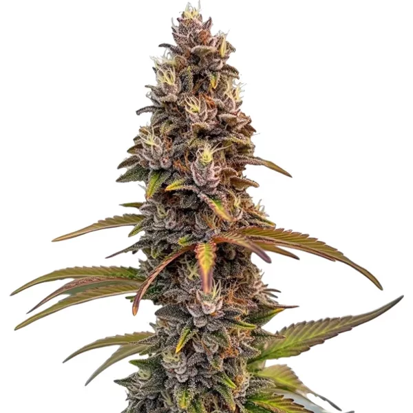 Peachez Samen - Seeds Pack: 3-seeds