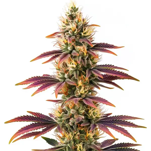 Peyote Cookies - Seeds Pack: 25-samen