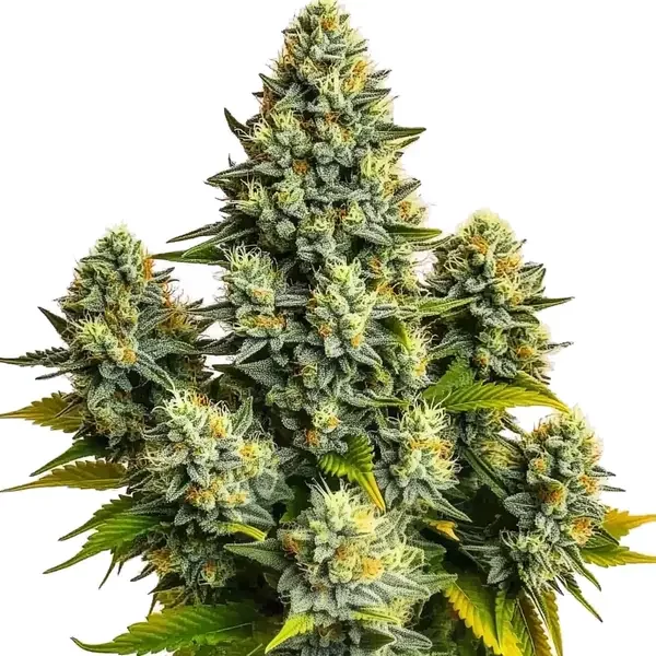 Pineapple Chunk - Seeds Pack: 3-samen